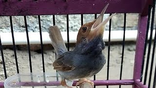 Burung Prenjak Kepala Merah Jantan Gacor Dor Ngeplong | Terapi Atasi Perenjak Tamu Malas Berkicau Burung Prenjak Kepala Merah Jantan Gacor Dor Ngeplong | Terapi Atasi Perenjak Tamu Malas Berkicau