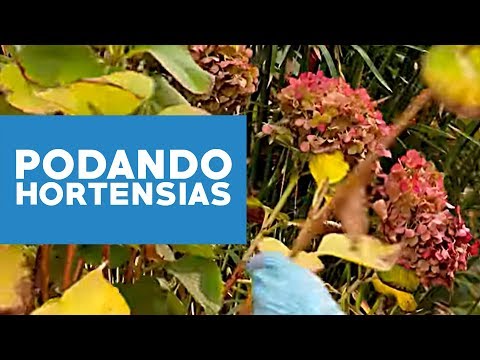 Video: Consejos para podar hortensias