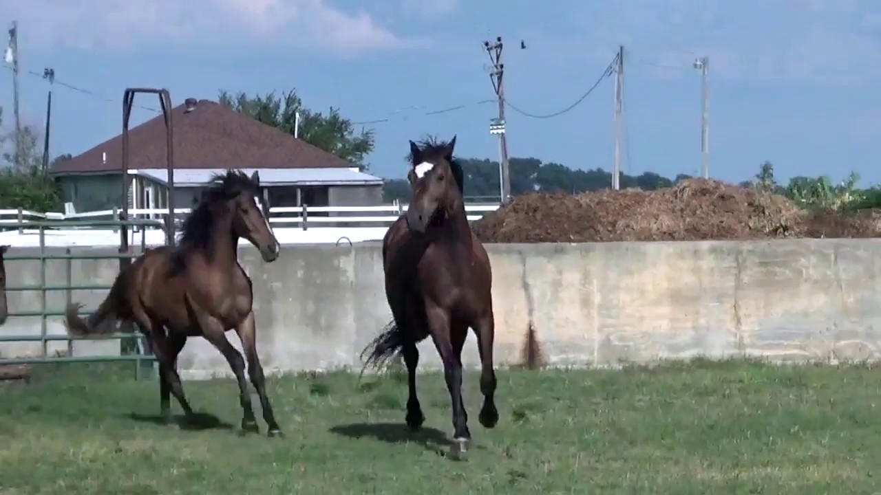 Sport Royal Quando Quando Warmblood Sales