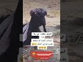 ههههه شاهد اصحاب البلاد لما يطلعو الجبل يغيرو جوو