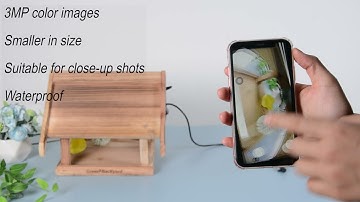 Bird Feeder Camera VS. Mini Bird Feeder Camera