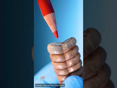 Qué Hay Dentro Del Cascabel De Una Serpiente Curiosidades Serpientes Naturaleza
