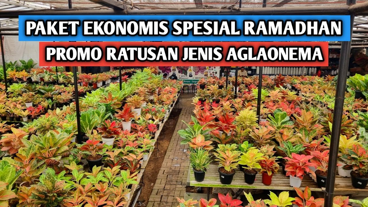 Promo ratusan jenis aglaonema spesial ramadhan