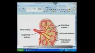 Kidney Structure-1