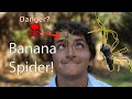 The Banana Spider: Everything You Need To Know! (Golden Silk Spider Enocunter!)