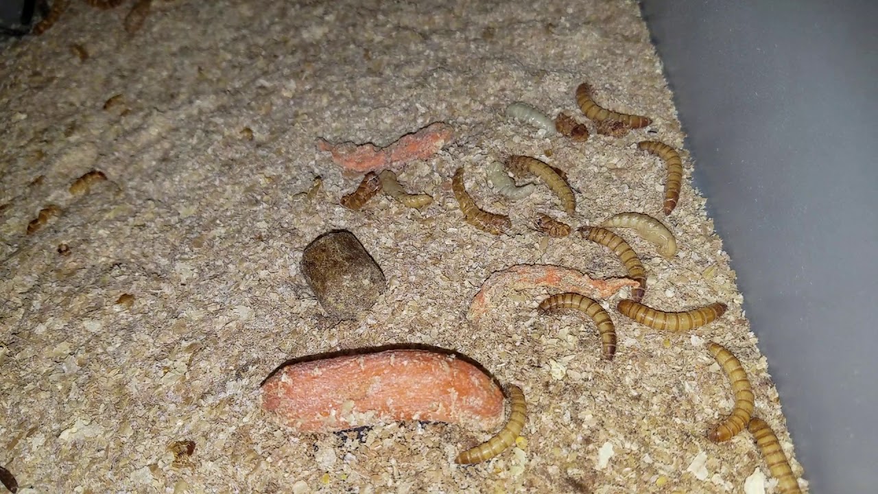 camera iphone 8 plus apk SUPER WORM BREEDING UPDATE!!!