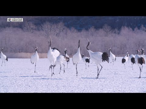 北の大地タンチョウ : Northland Japanese cranes :… 丹頂鶴: Tancho, Japan's beautiful Red-crowned Crane