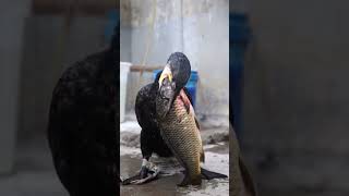 Cormorant Eats A Fish Three Times Bigger Than Its Own Head