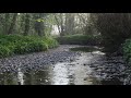 【自然の音と映像】鳥の鳴き声　せせらぎを聴くリラックス  |  Hour Nature Sounds - Babbling Brook Sounds Relaxing Nature Sounds