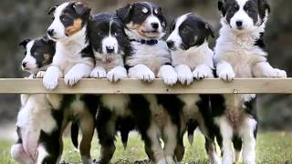 Border Collie Puppies | Set Of Dogs & Dog Breed Picture Ideas