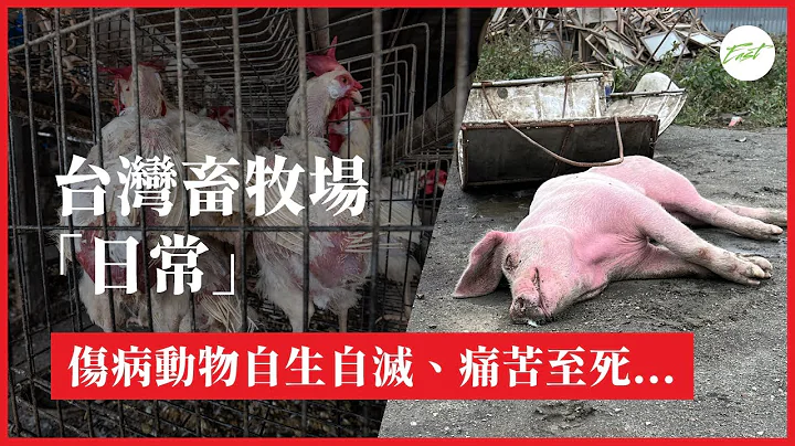 台灣畜牧場 #傷病動物 調查影像｜呼籲制定傷病動物人道處理準則 - 天天要聞