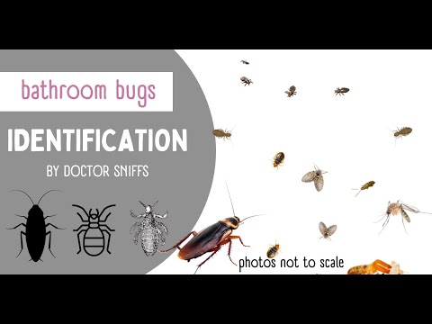 Video: Insects in the bathroom: photos and names, how to get rid of