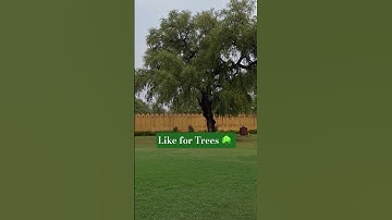 Thumbnail of Like for Trees| using trending song 😄 #travel #explortheworld #nature