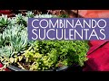 COMBINA SUCULENTAS EN MACETA COLGANTE