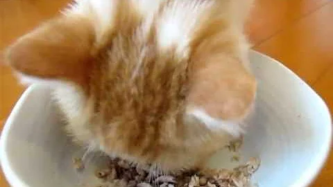 Video 4528081: exotic shorthair kitty, exotic shorthair cat love, shorthair cat eating