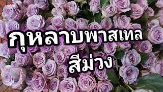 กุหลาบสีม่วงพาสเทล หาชมยาก กุหลาบนำเข้าสวยๆ ปากคลองตลาด สาระดีๆ