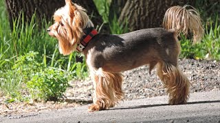 Training a Yorkshire Terrier for Competitive Obedience