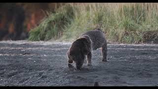 Kodiak bears, Tapeworm by Nicholas Larghi 49,586 views 1 year ago 17 seconds