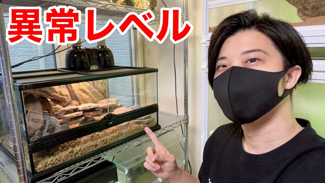 このケージに入ってるトカゲやばすぎ
