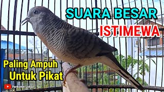Suara Perkutut Lokal Gacor Suara Besar Pancingan Paling Ampuh Untuk Perkutut Malas Bunyi #perkutut