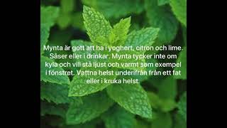 Timjan