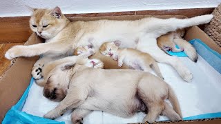 Precious moments when puppies sleep with kittens