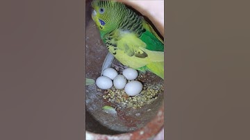 BIRDIE😍😍😍😍😍😍#short #shorts #shortsviral #shortsfeed #shortfeed #shortfeeds #birds