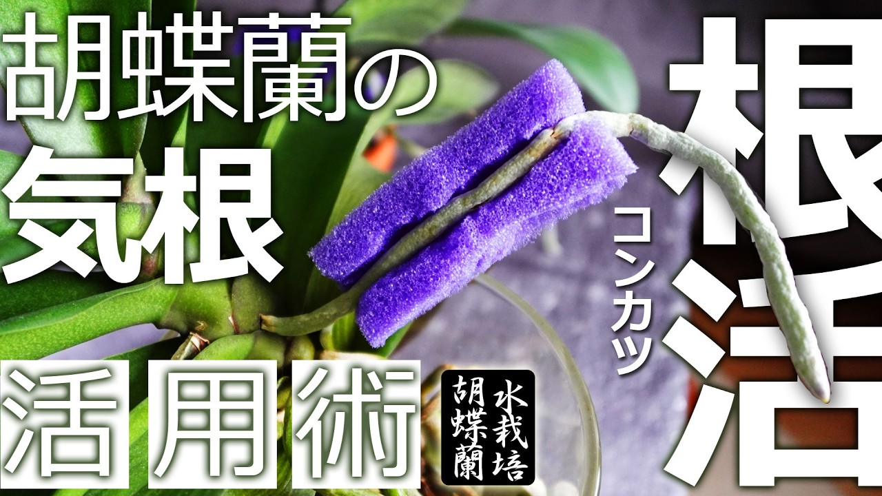 【胡蝶蘭の気根】格好悪い。だが効く【活用術】