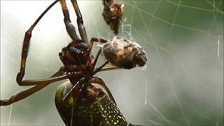 Aranha-fio-de-ouro/Golden silk orb weaver spider (Trichonephila clavipes)