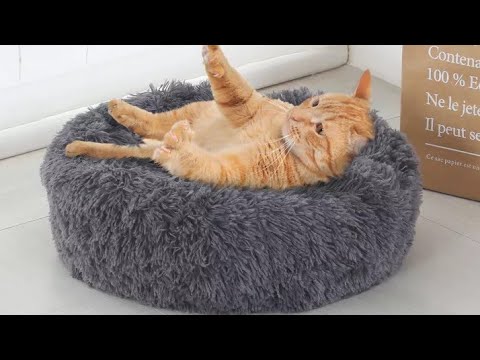 Vídeo: Cama Macia Para Um Animal De Estimação