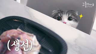 Cat's reaction to seeing fish being grilled for the first time