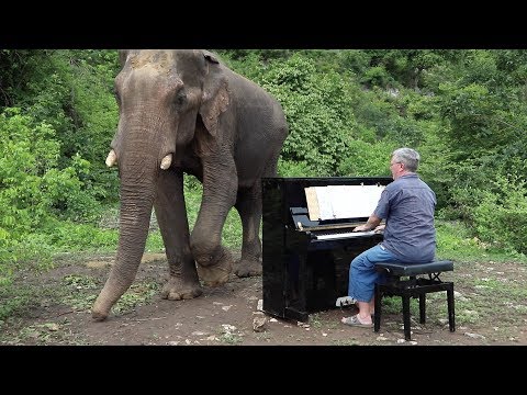 gershwin-on-piano-for-chaichana-the-bull-elephant---6th-july-2019