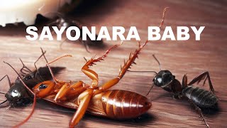 💚Eliminación de Insectos con Ácido Bórico: Método Casero Efectivo by El Manazas 26,785 views 7 months ago 6 minutes, 57 seconds