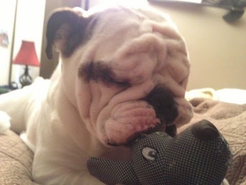english-bulldog-kills-dog!!!!-ouch-that-has-to-hurt!