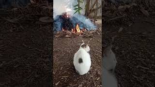 cat catentertainment catlover animals shorts shortvideo @CATDRAMA360 catt funny