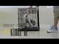 Obedience Command - Kennel In