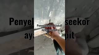 ayam terjepit