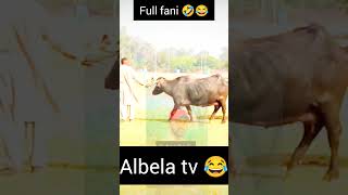 albela tv? full fani video talent videos ?full varil video albelatv funnyvideos shorts