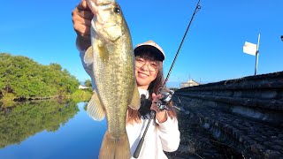 大江川ですぐ釣れたw