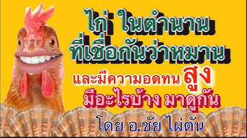 ไก่ในตำนาน ที่เชื่อกันว่าหมาน และมีความอดทนสูง มีอะไรบ้างมาดูกันครับ