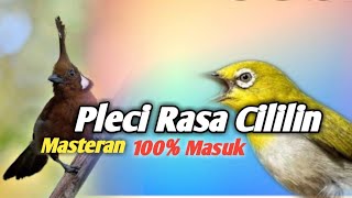 masteran pleci nembak cililin panjang