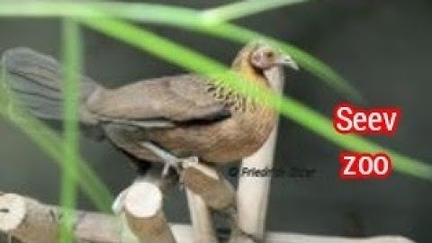 tiếng gà mái rừng 2022 suab poj qaib seev zoo thiab 2022