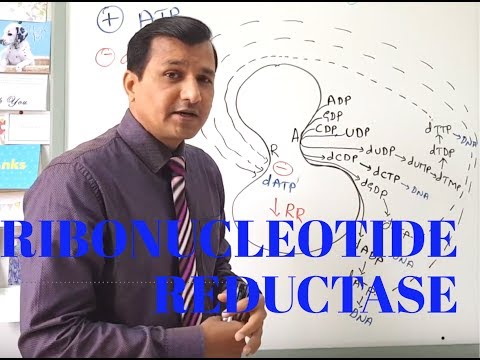 Ribonucleotide reductase - Reaction and Regulation