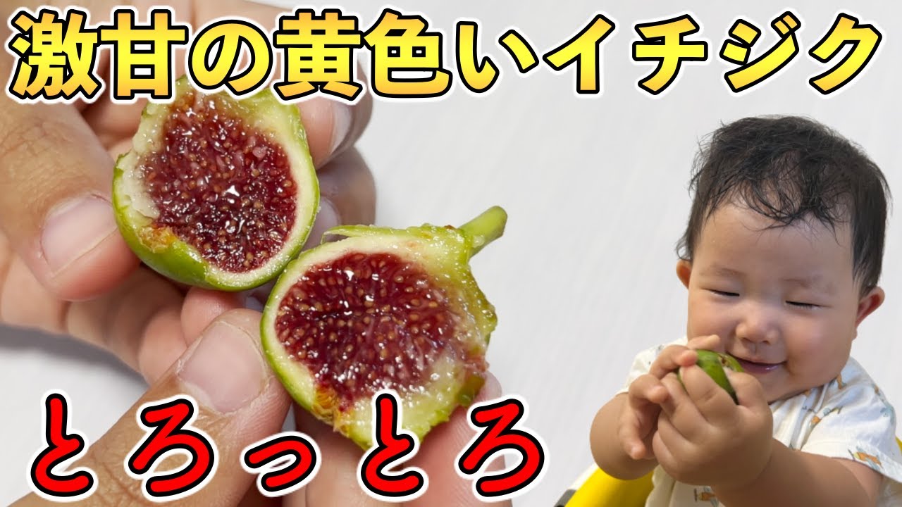 I Tried Eating an Incredibly Rare, Super Sweet Yellow Fig - YouTube