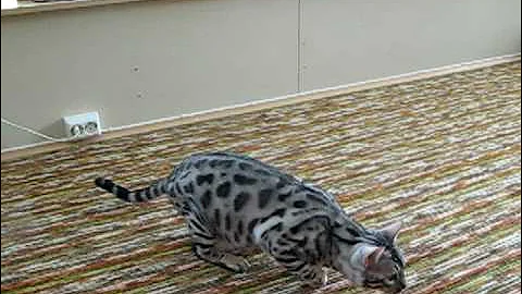 Watch the video about Alaska - lovely silver bengal
