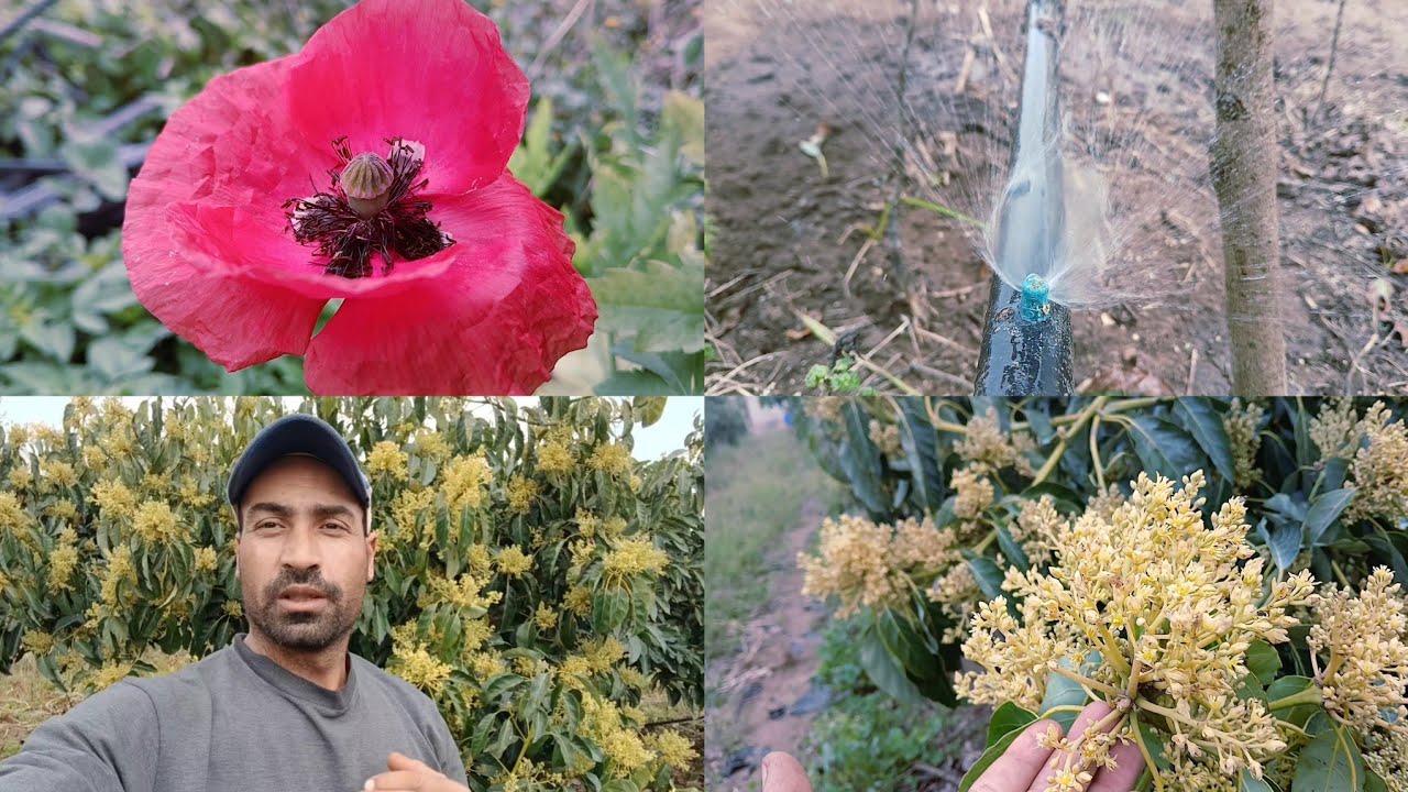 الحياة جميلة بدوية بعيداً عن الحضرة في المغرب 