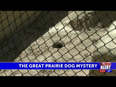 Videó: Az önkéntes megfordítja a gyűlöletes pupot a Grinning Lovebug-ban, aki egy örök otthonra keres