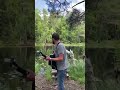 Live from a forest in Finland 🍃 #live #forest #finland #shorts
