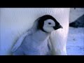 Baby emperor penguins emerge from their shells  nature on pbs