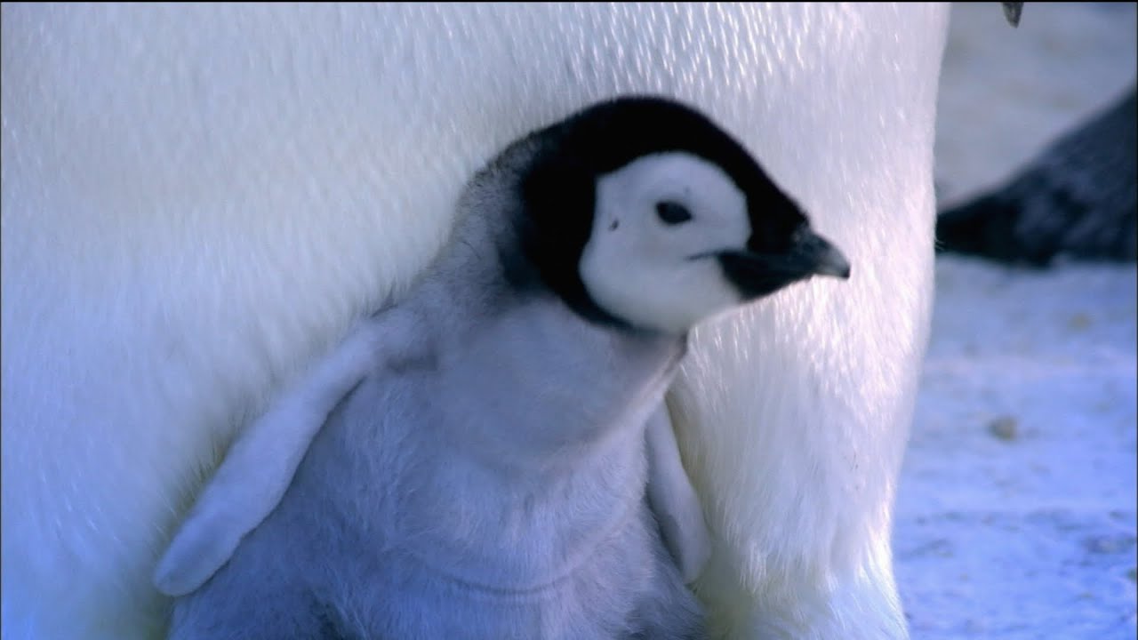 Emperor Penguin Chick Hatching